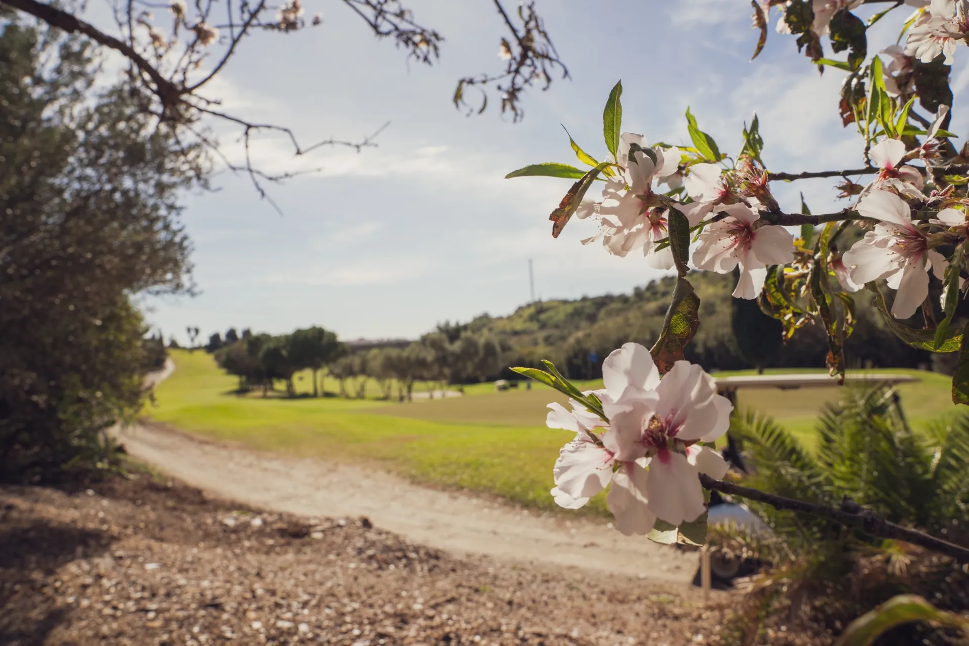 campo-golf-anoreta-flor-almendro